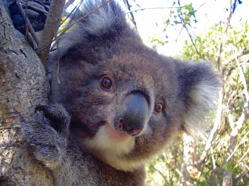Koala at Bimbi Park