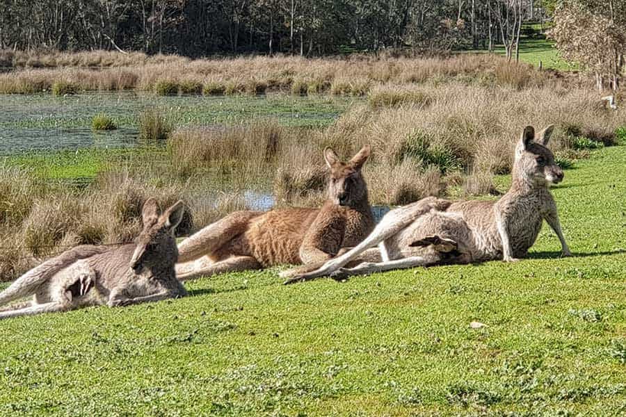Kangaroos on the Halls Gap Motel lawns