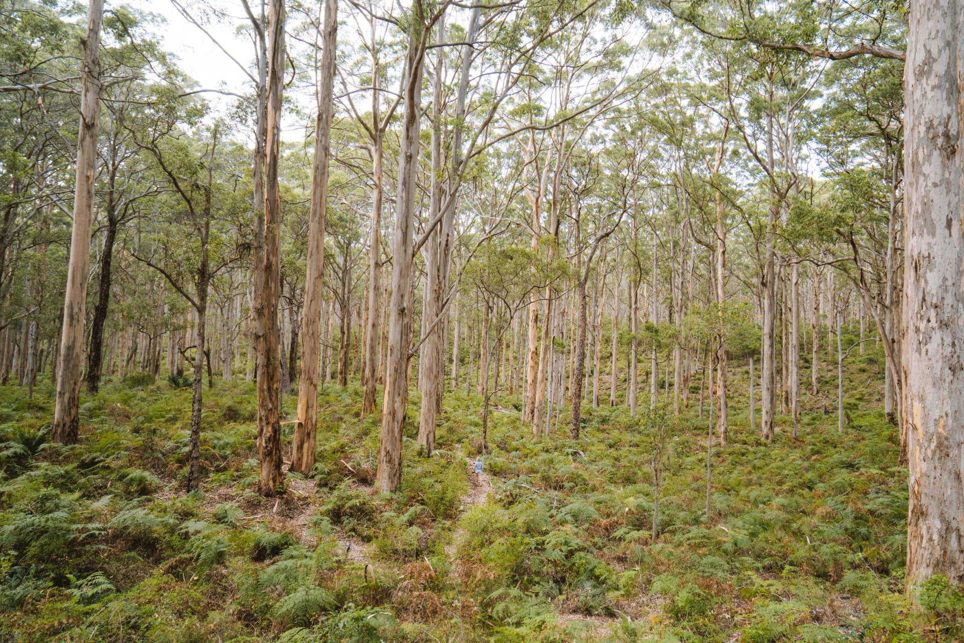 A trail through Boranup Forest from above