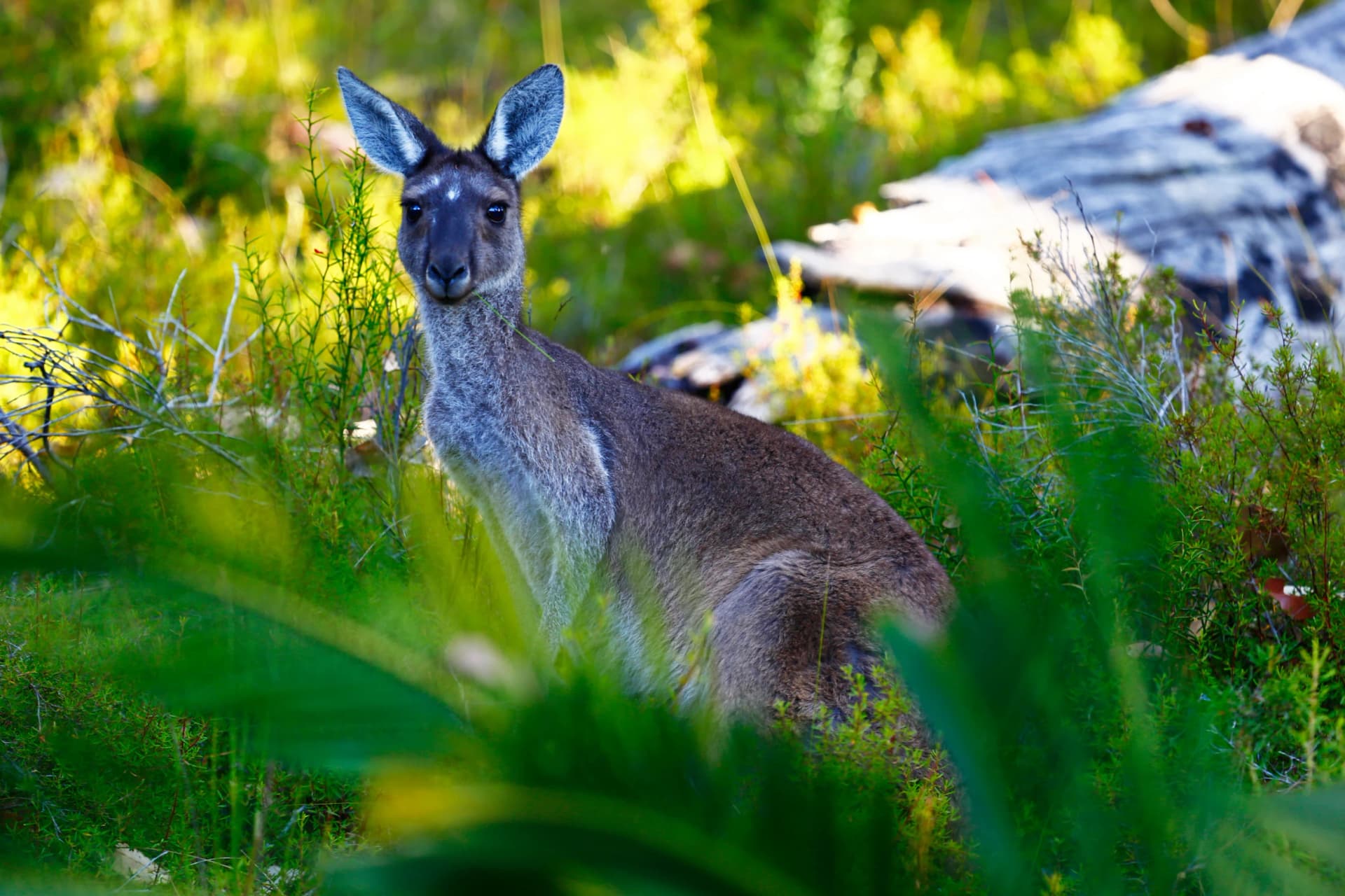 A western grey kangaroo near Margaret River