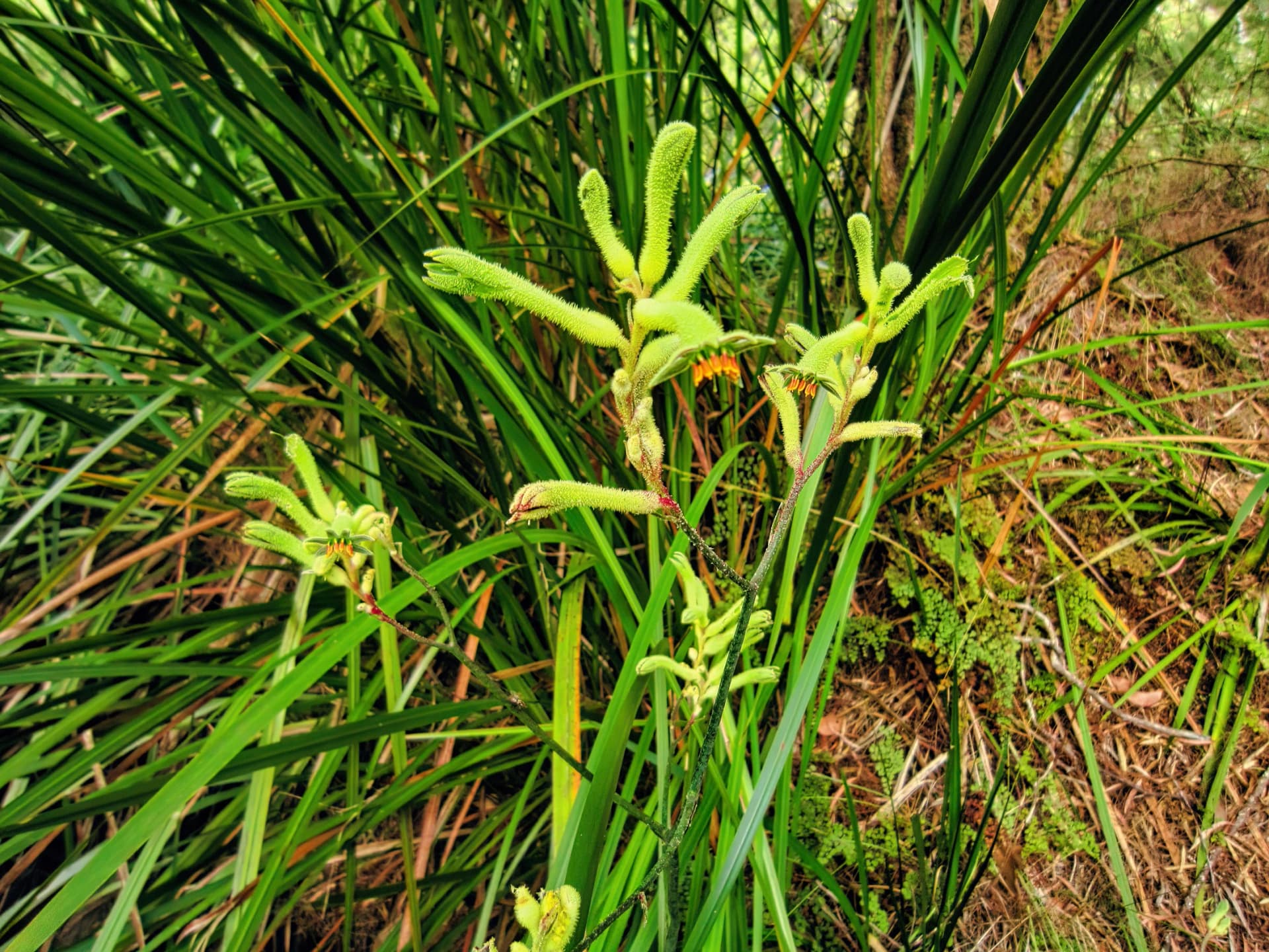 Kangaroo paw in Leeuwin-Naturaliste National Park