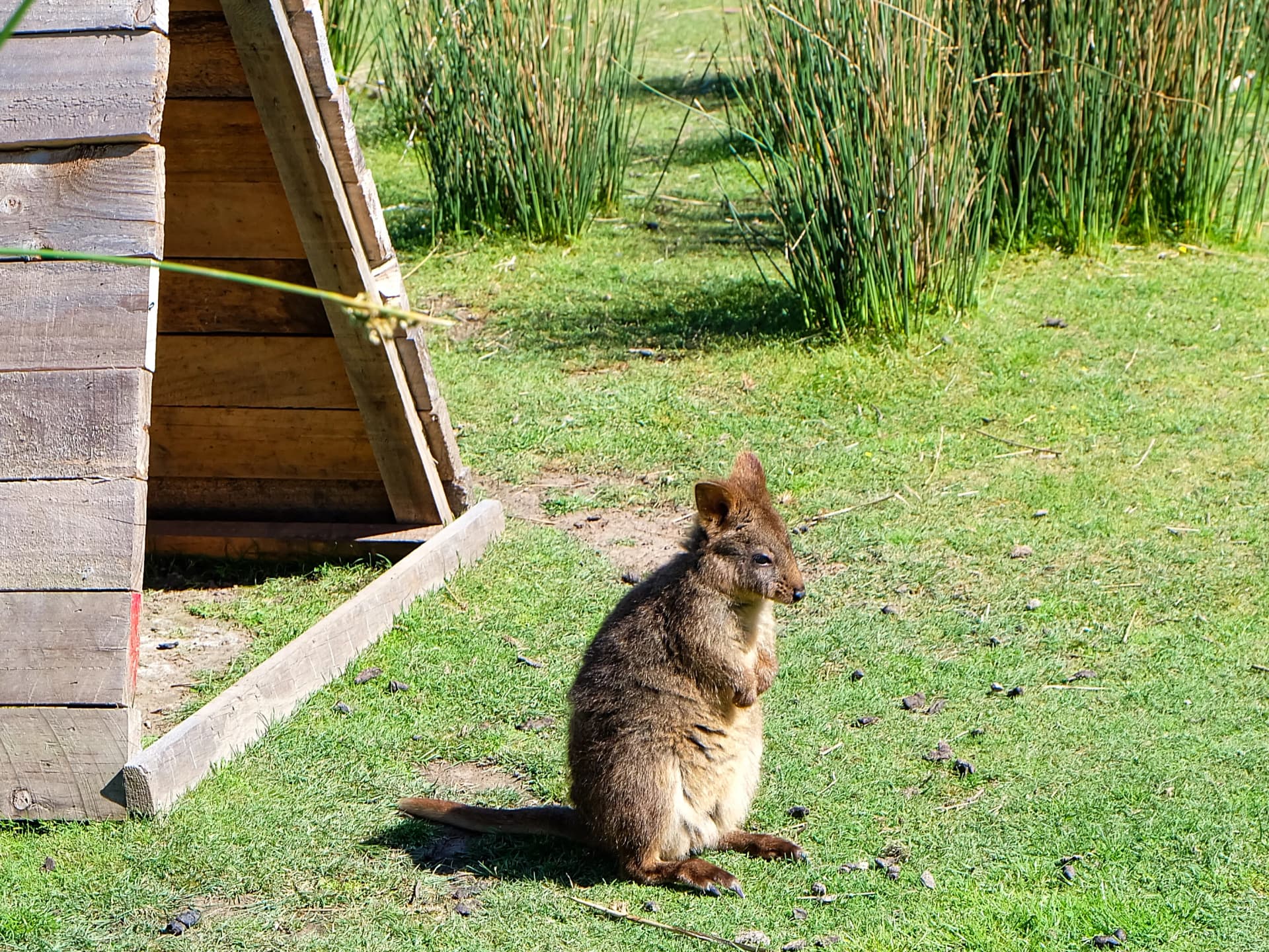 Tasmanian pademelon near Freycinet
