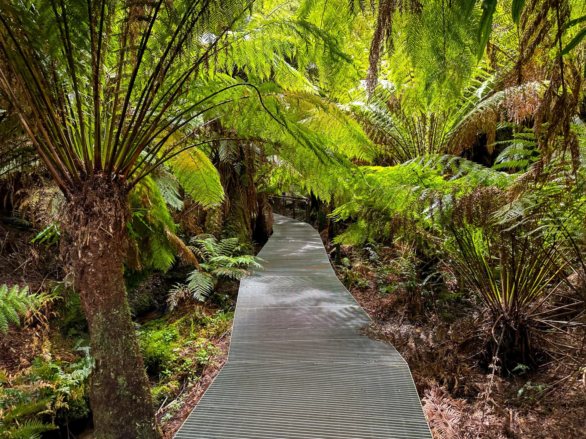 Raised path through ferns at Cape Otway