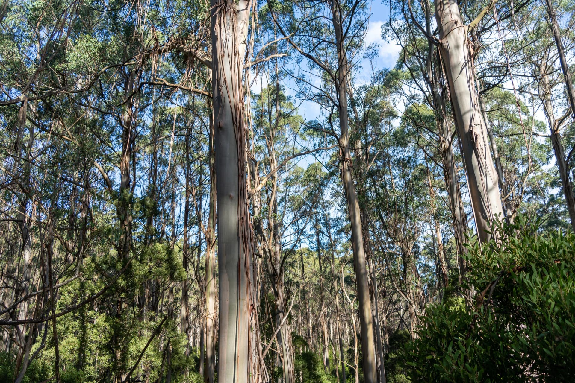 Eucalyptus forest in the Otways