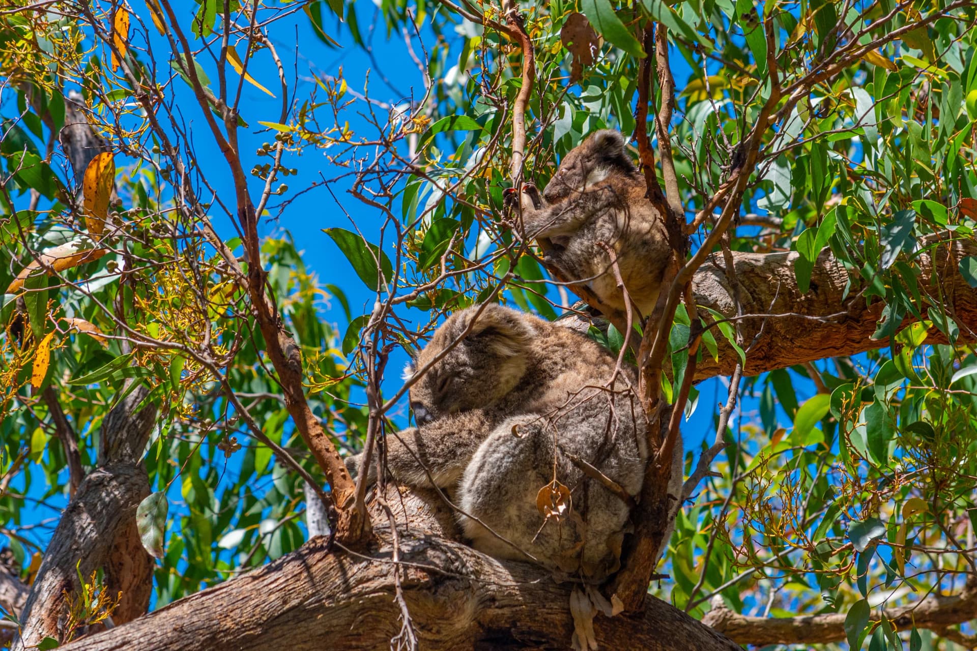 Mother and baby koala in the Otways
