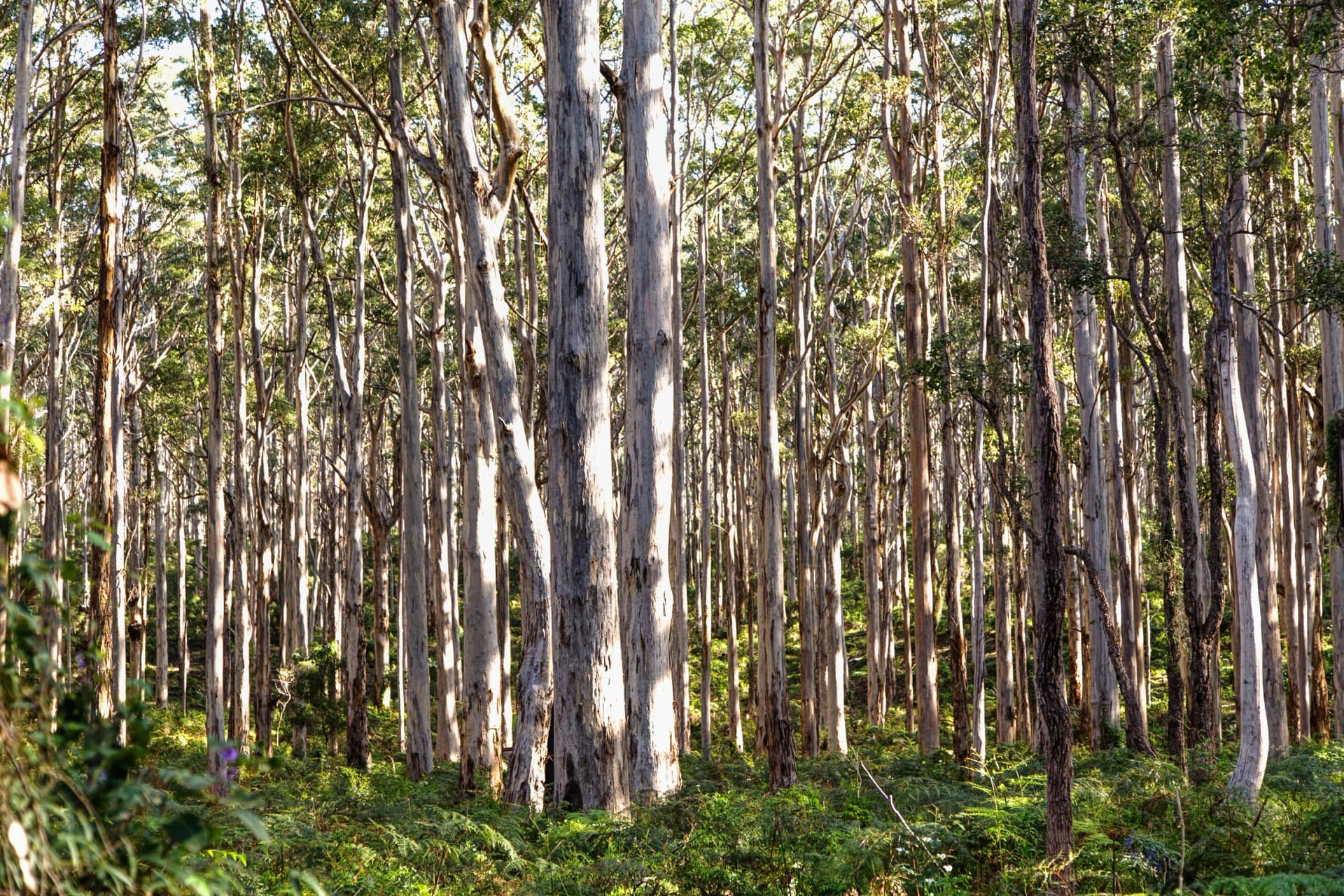 Karri forest in the late afternoon light