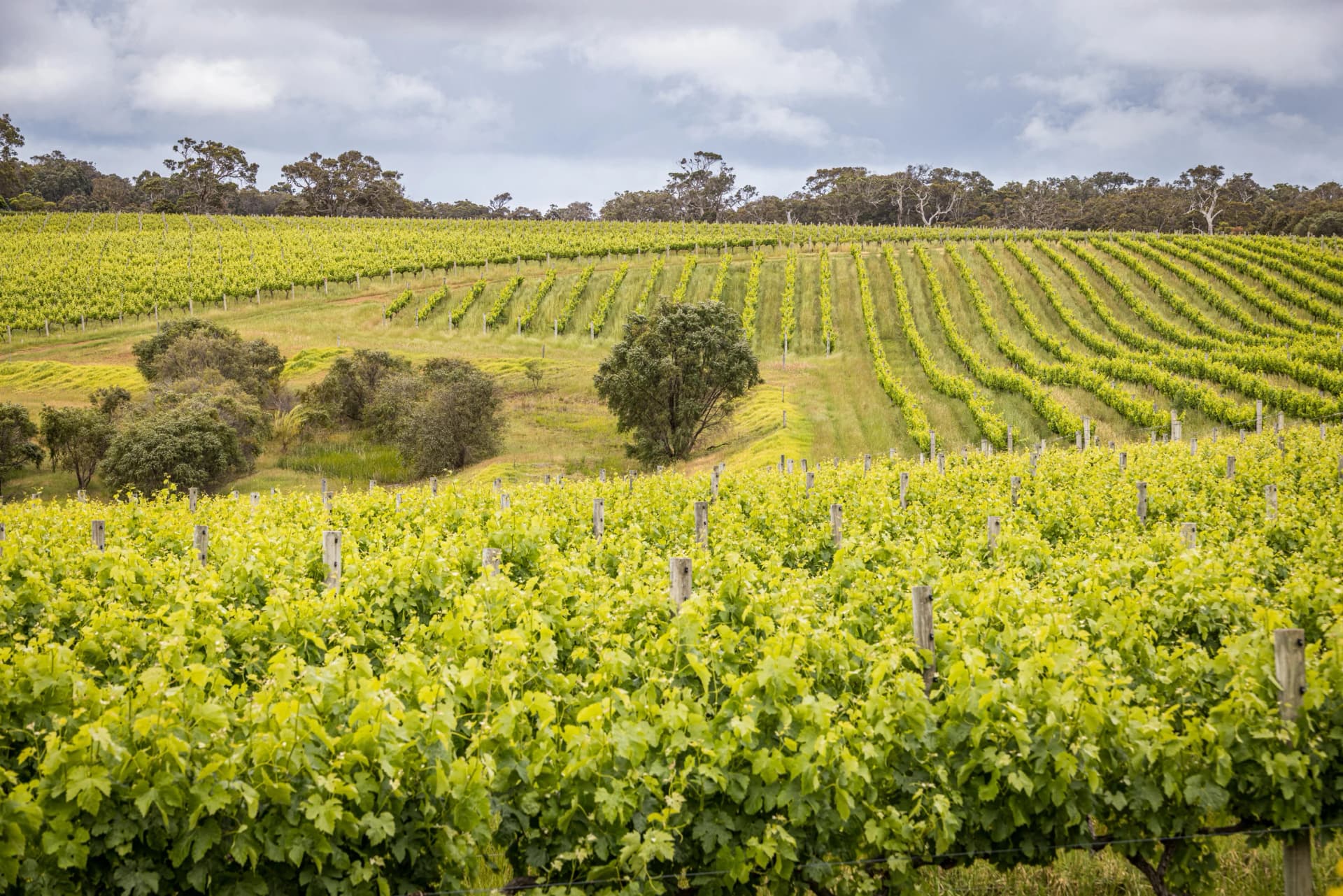 Vineyards near Margaret River