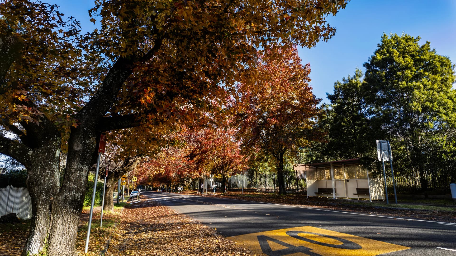 Autumn in Blackheath