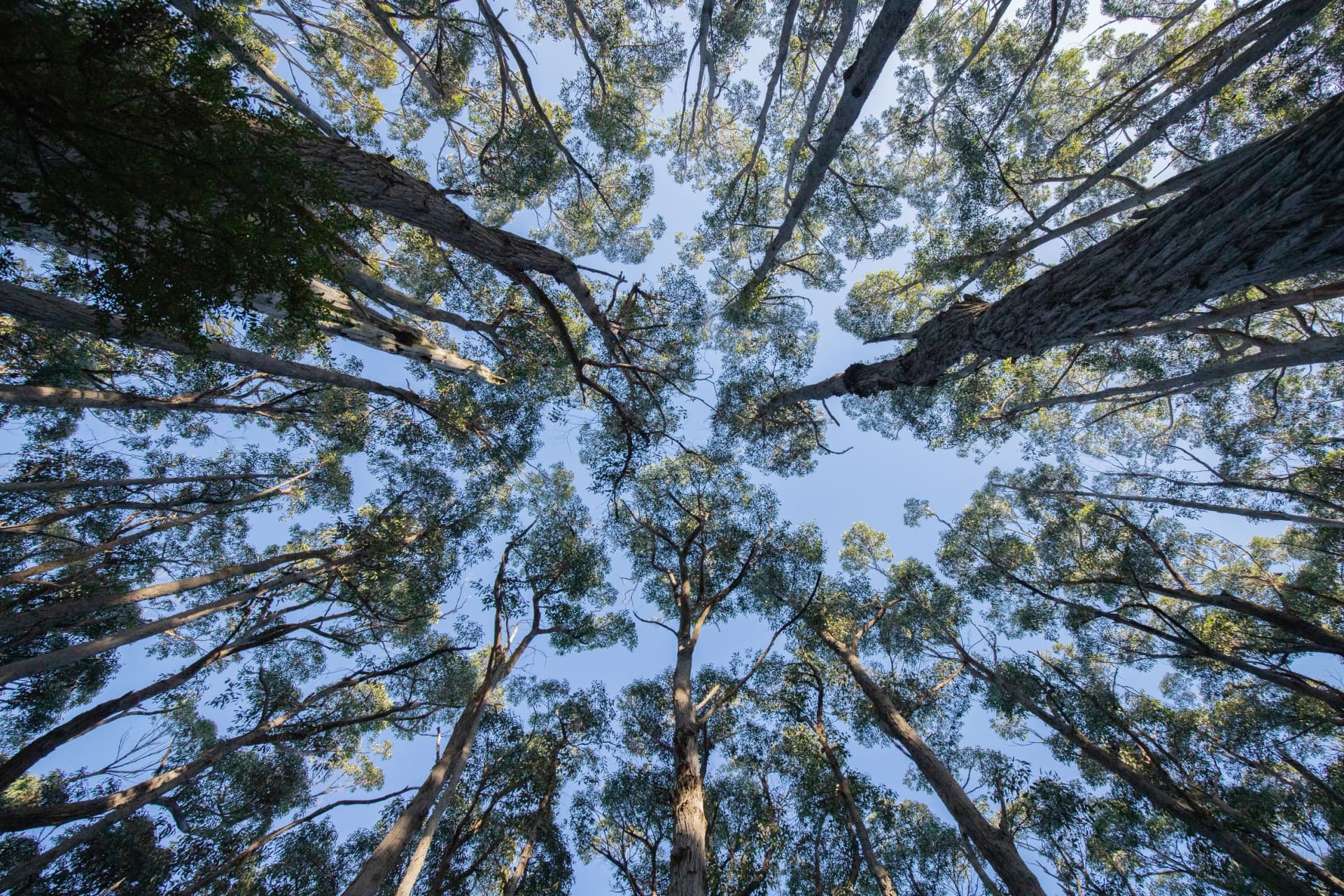 Eucalypt forest in Tasman National Park