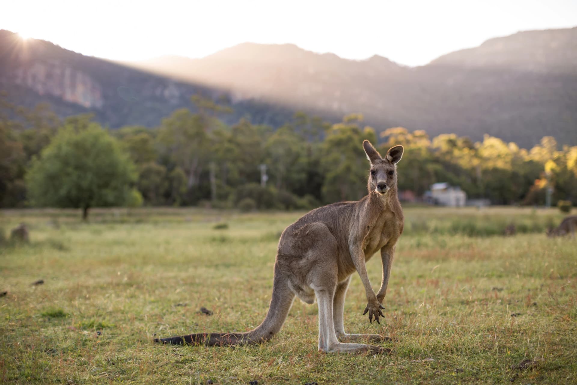 Eastern grey kangaroo below the ranges