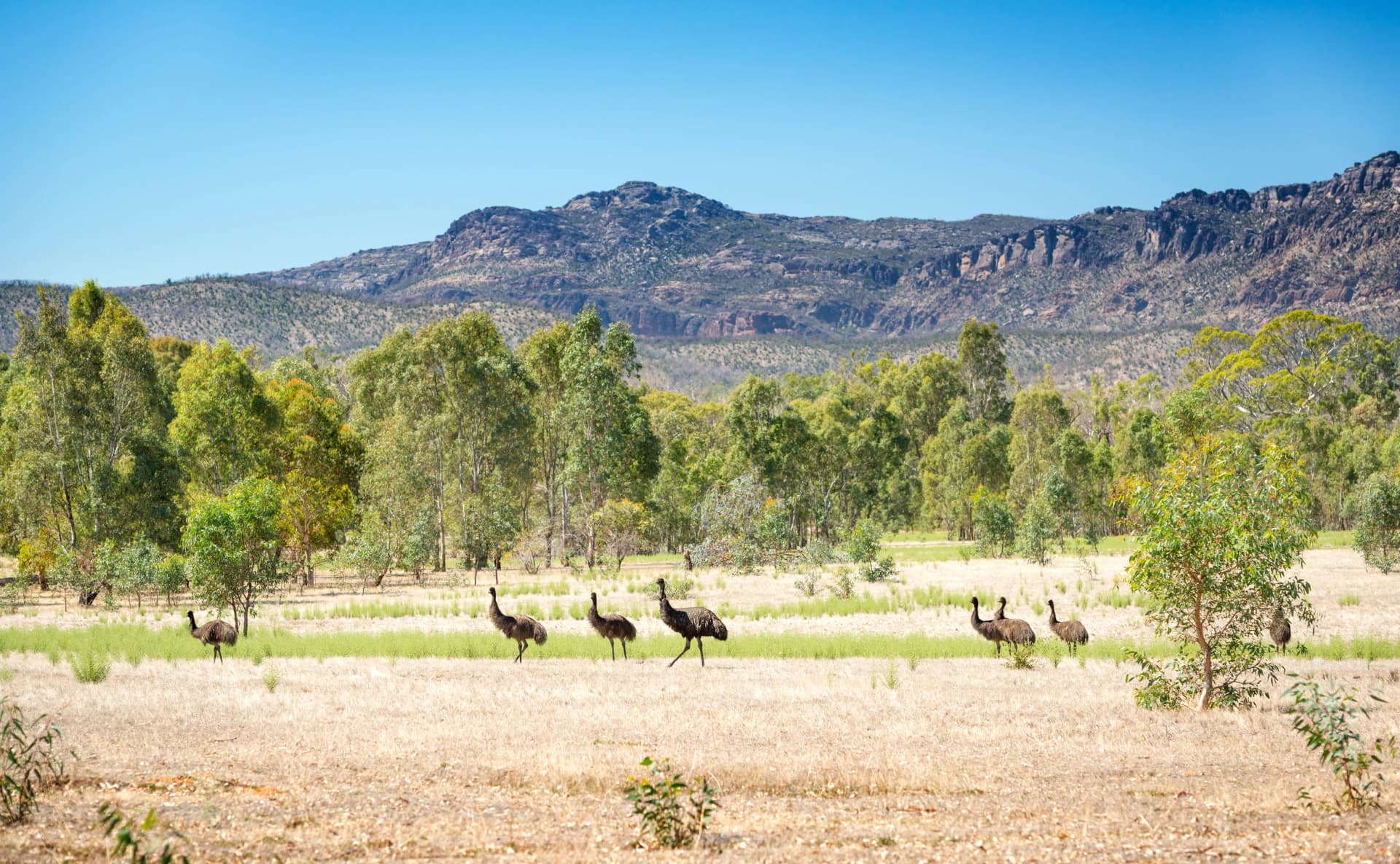 Emus on the plains below the Grampians