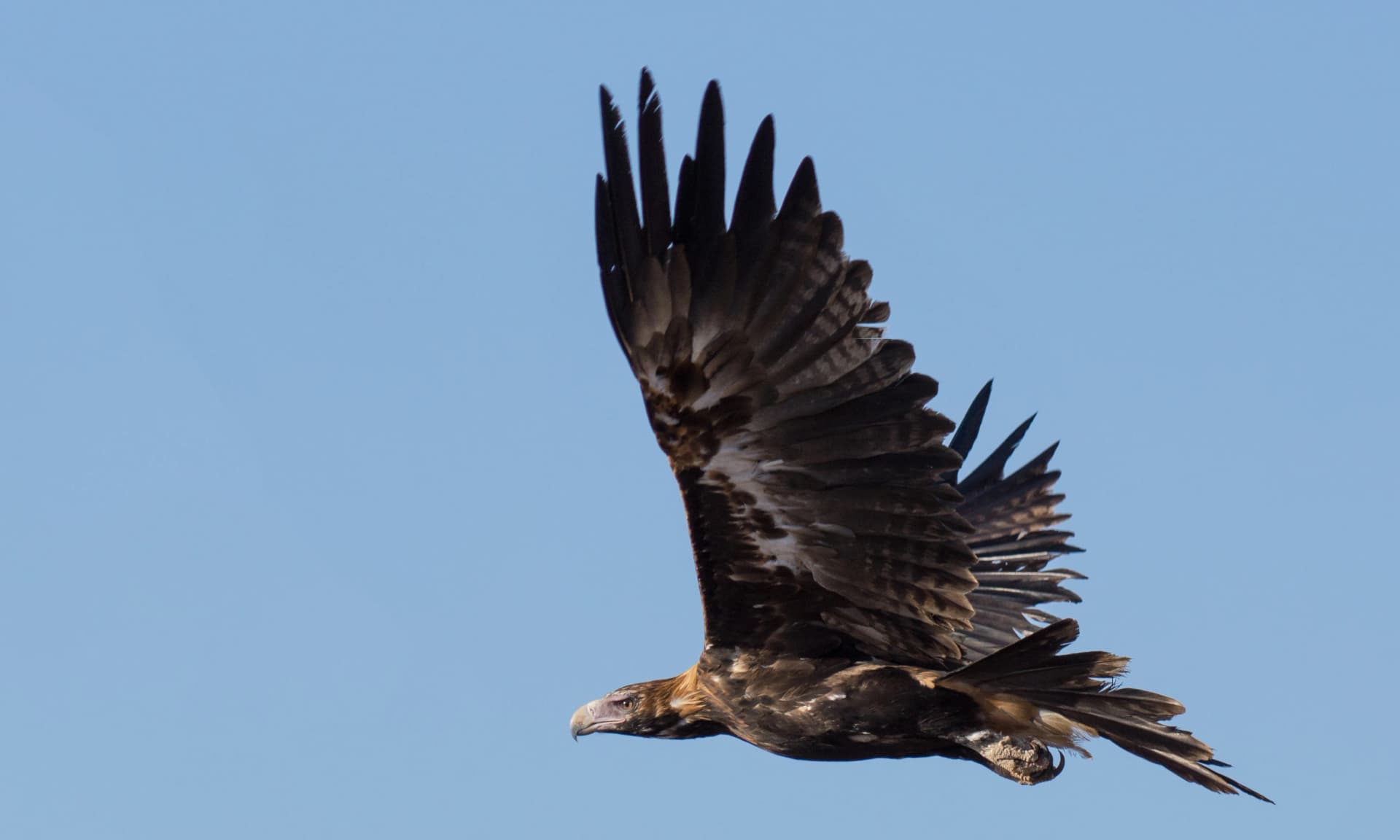 Wedge-tailed eagle in flight