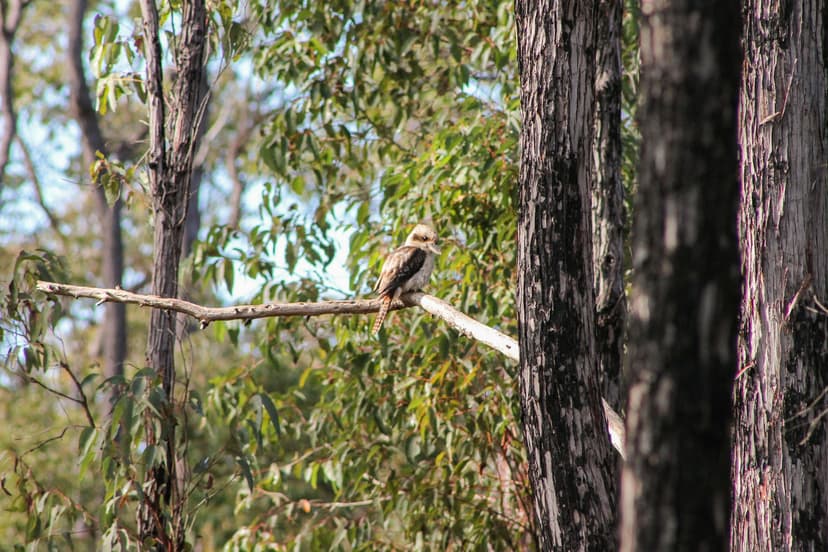 A kookaburra in the forest at Dwellingup