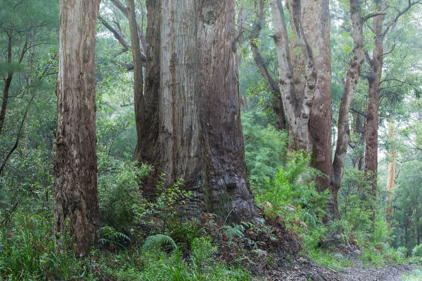Tall trees in fog by the Valley of the Giants