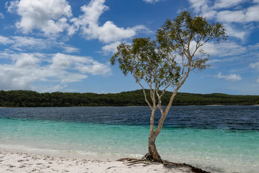 A gum tree on the white sand of Lake McKenzie