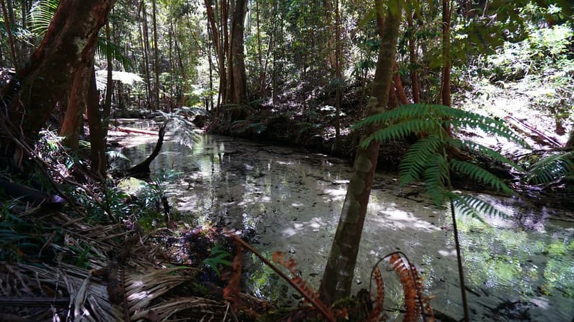 A clear creek in the K'gari rainforest