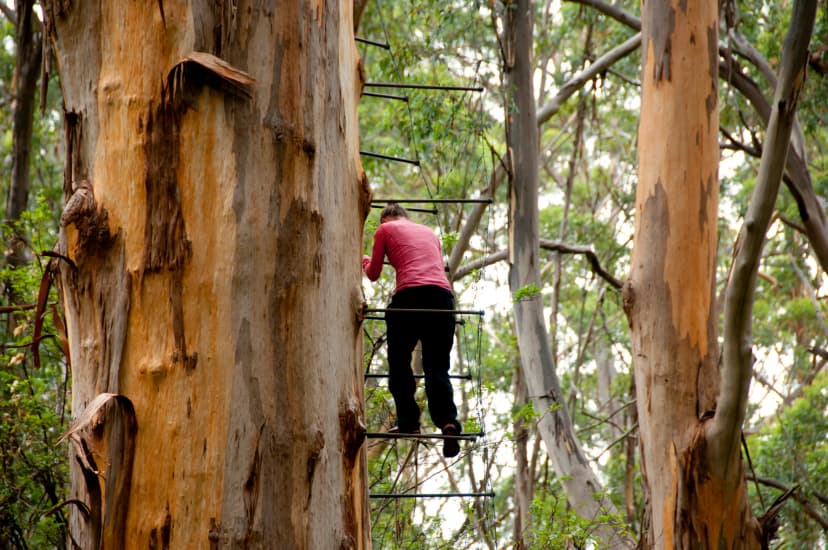 Climb the pegs of the Gloucester Tree