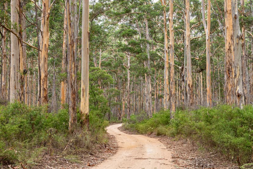Boranup Drive through the karri forest