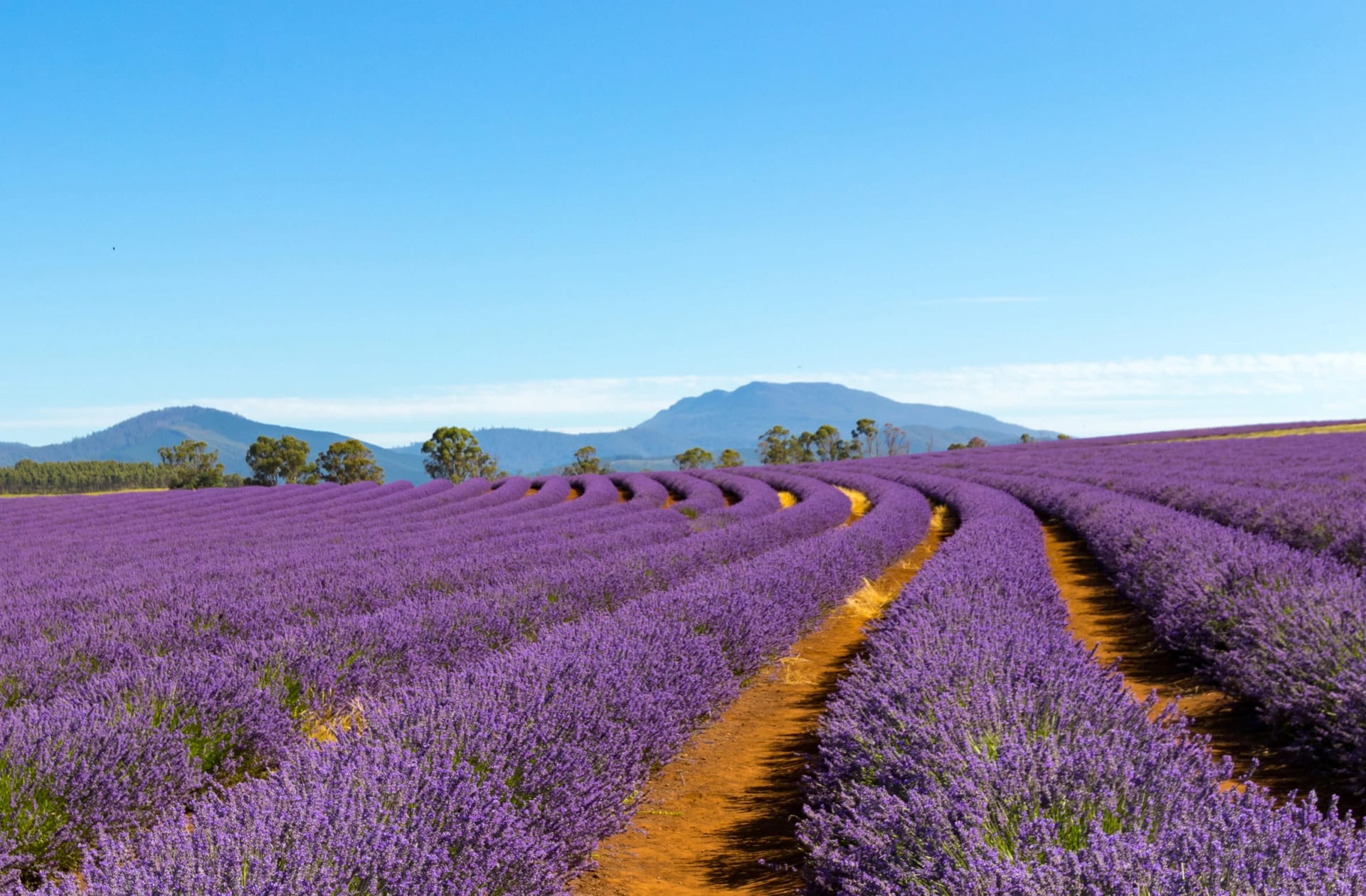 Lavender Farm Tasmania Australia Landscape 