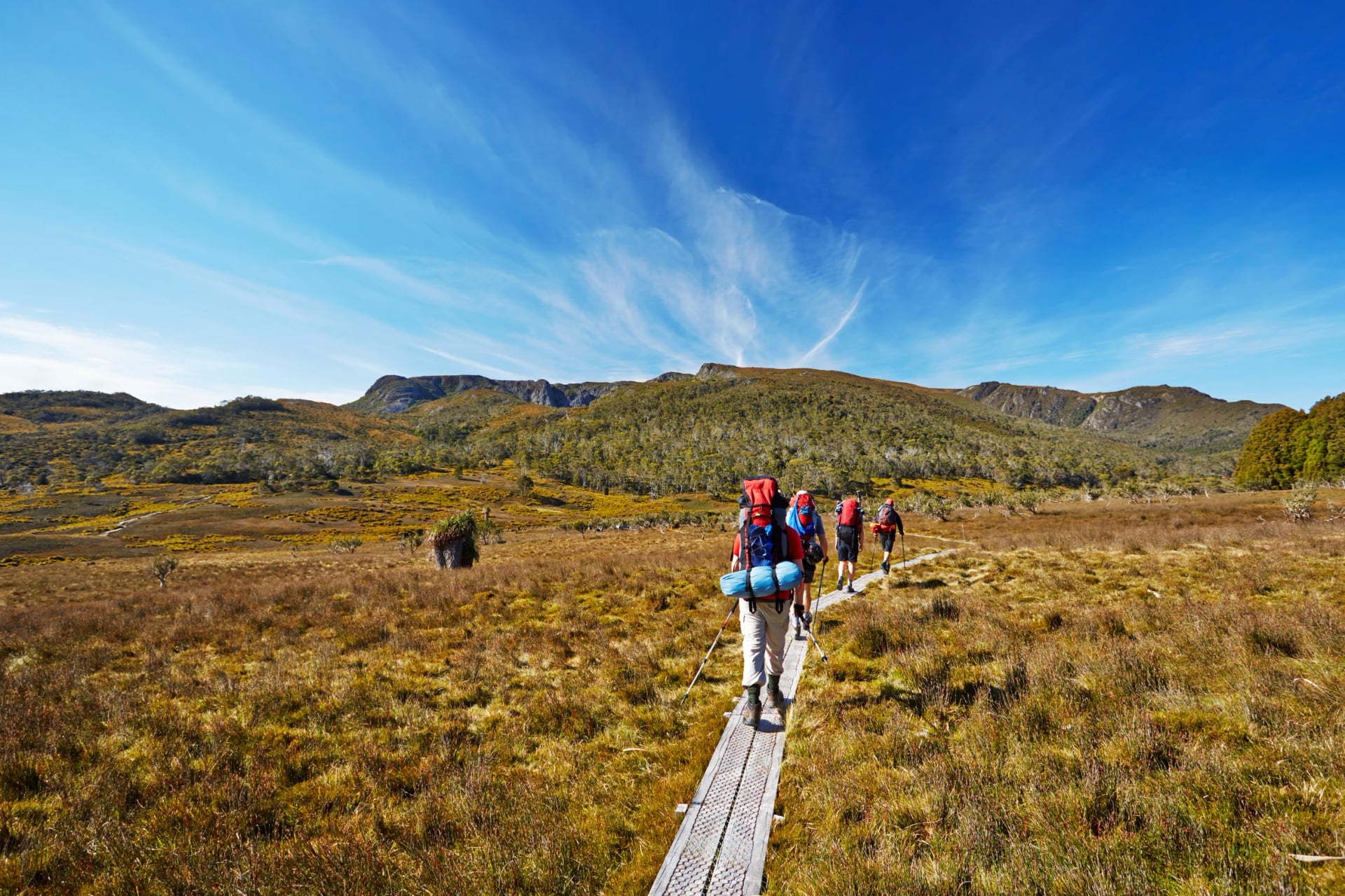 Follow the Overland Track boardwalk over the buttongrass