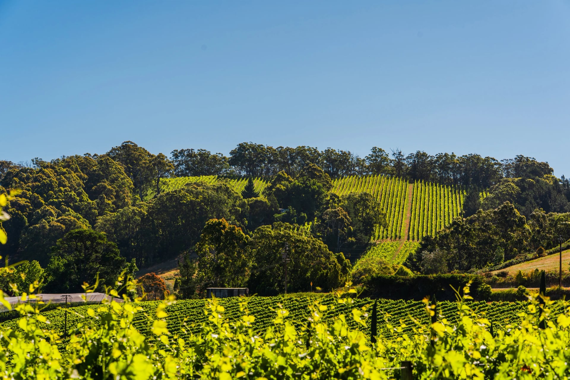Walk between the vines of South Australia's wine country