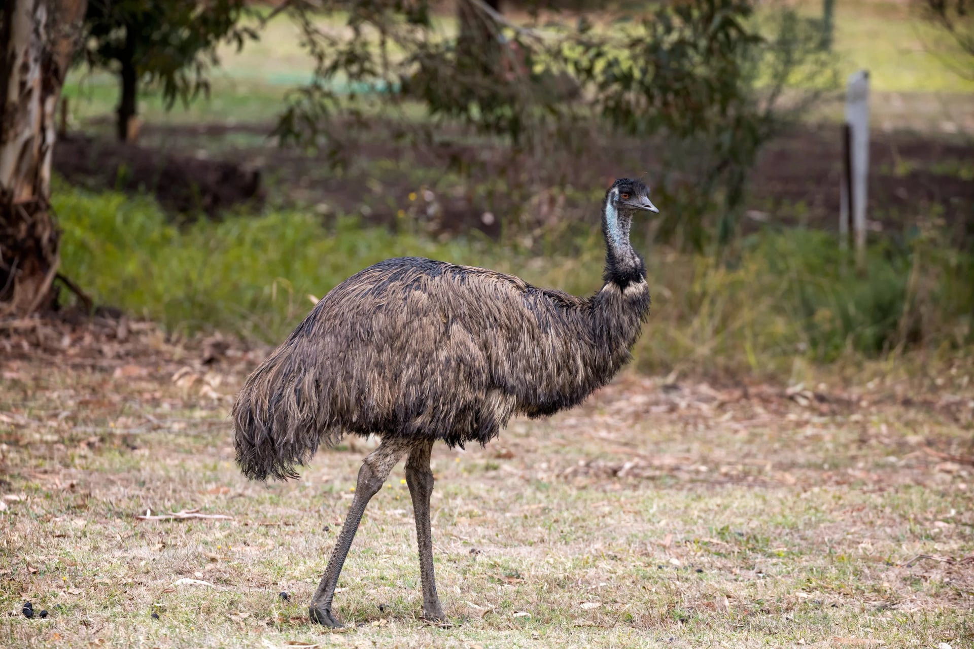 Watch an emu forage in the Grampians bush