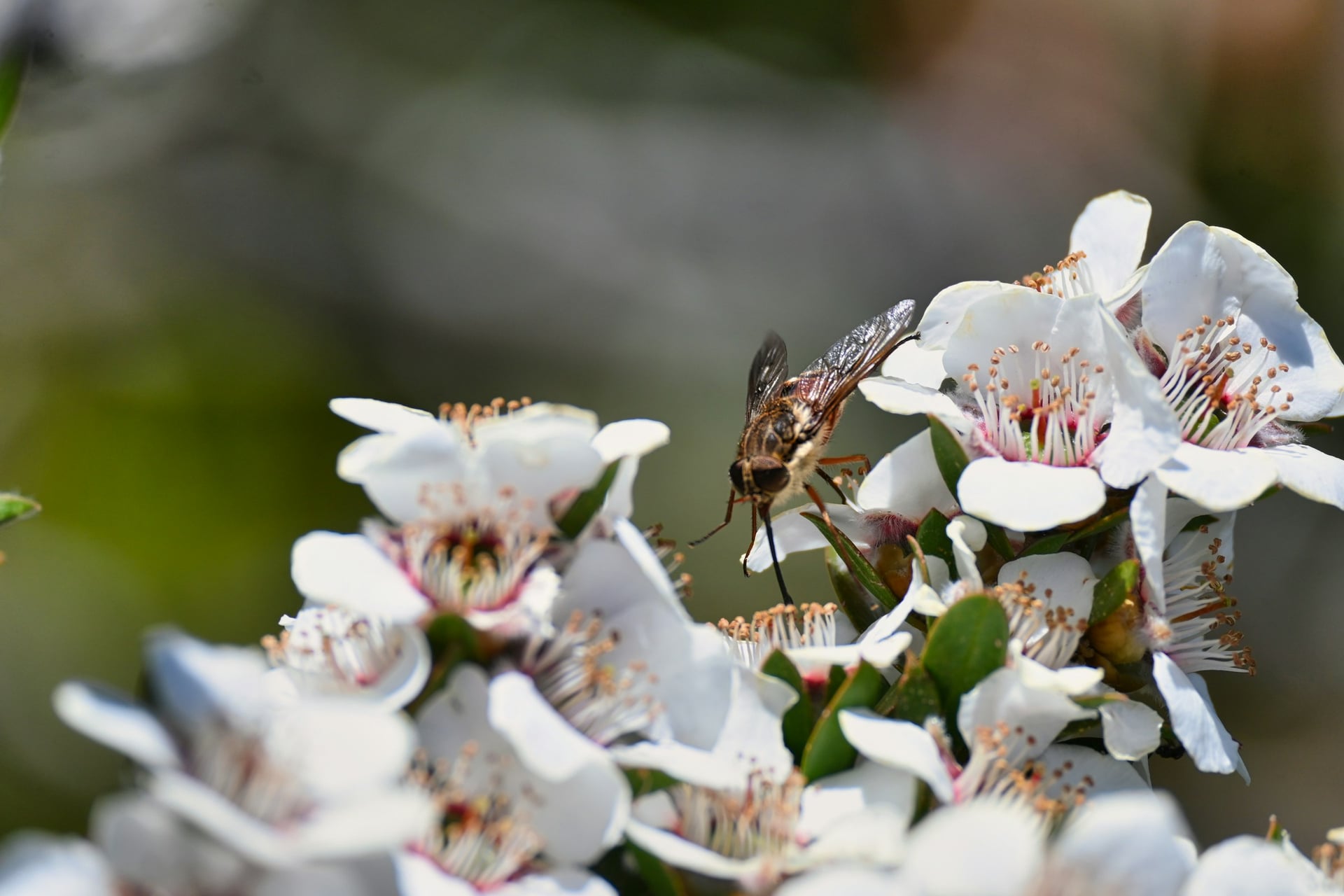 Spot insects feeding on white mountain flowers