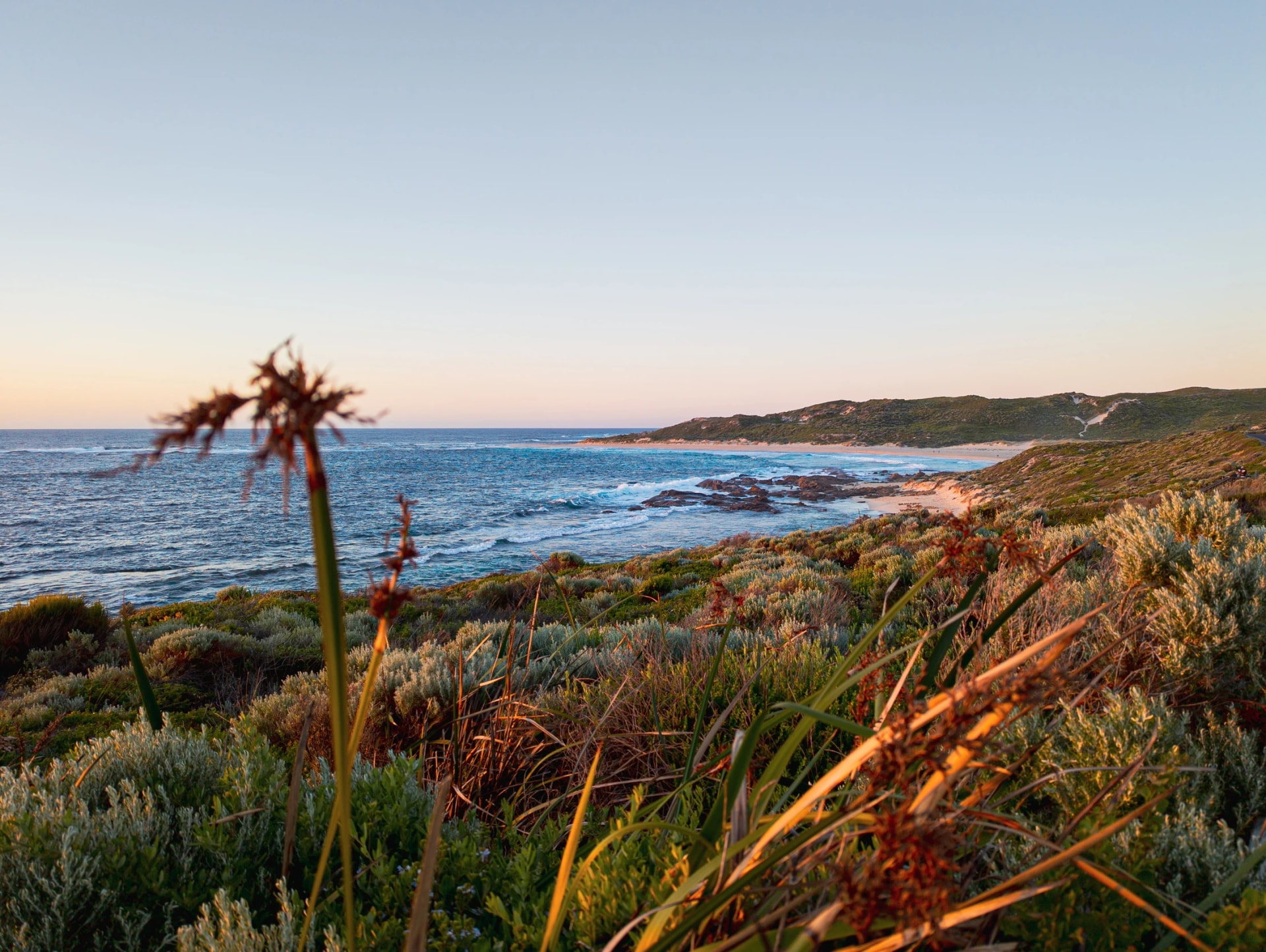 Wildflowers at sunset by the river mouth