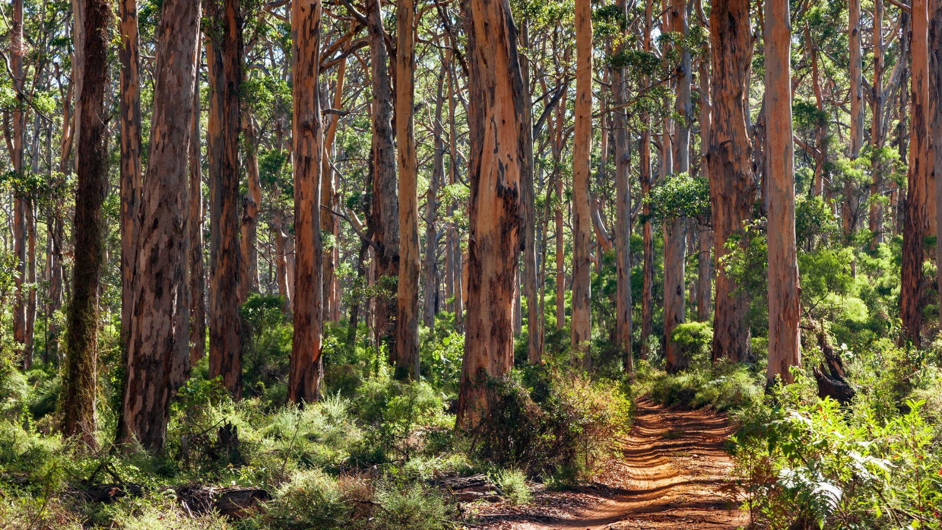 Track through the karri trees of Boranup Forest