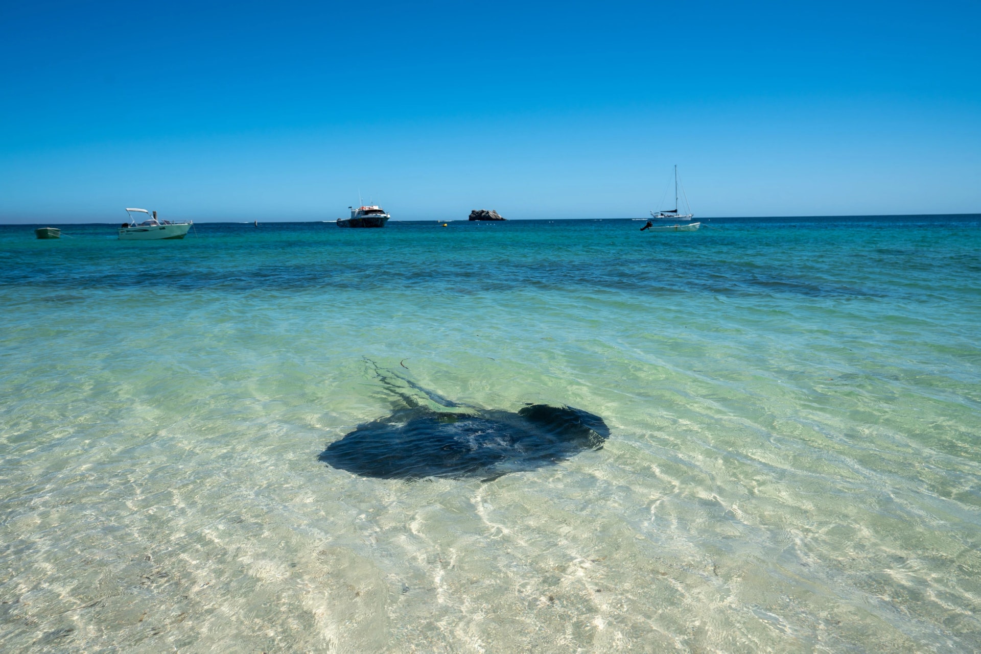 A stingray in the shallows at Hamelin Bay