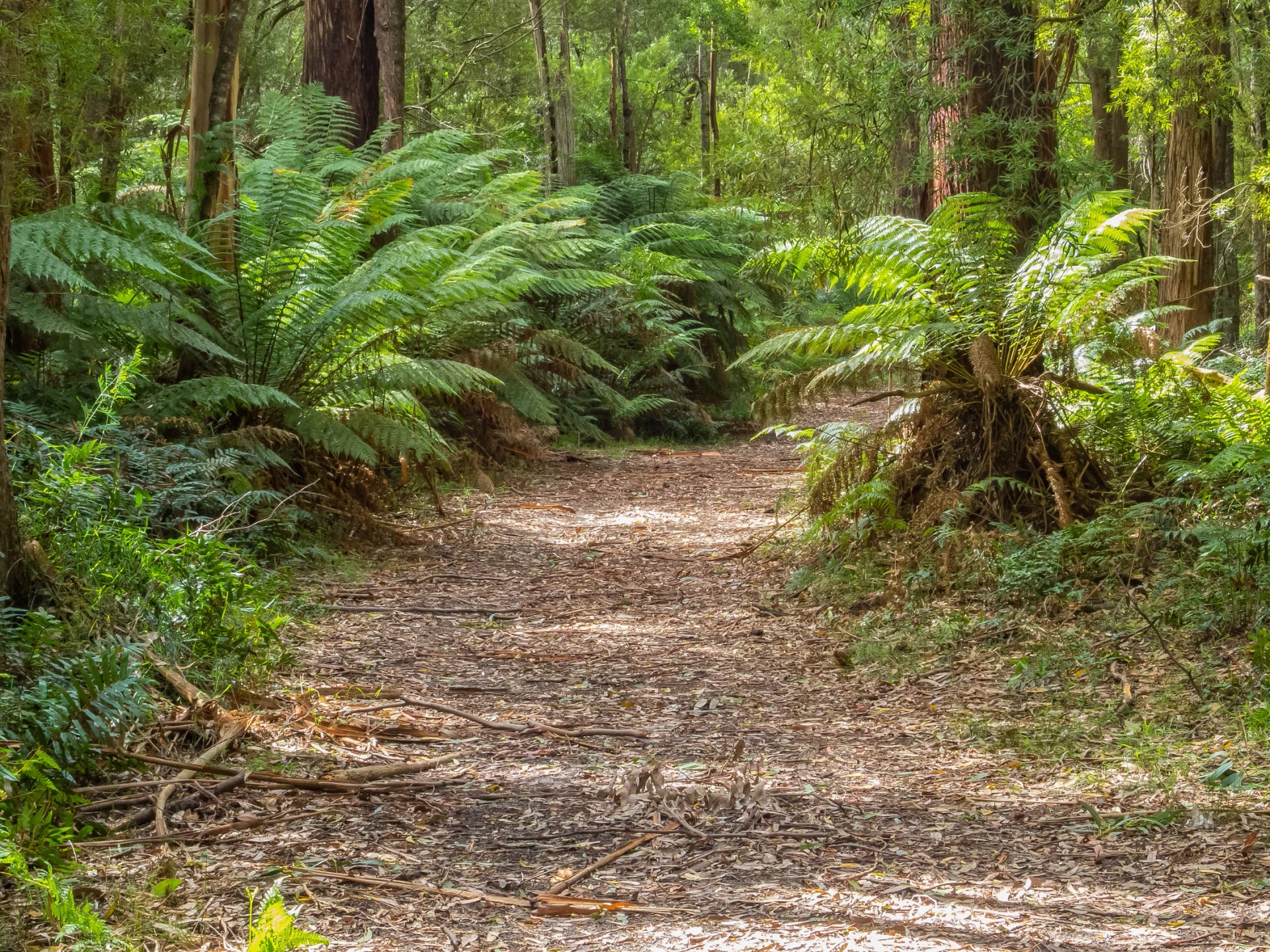 Johnson Track near Blanket Bay