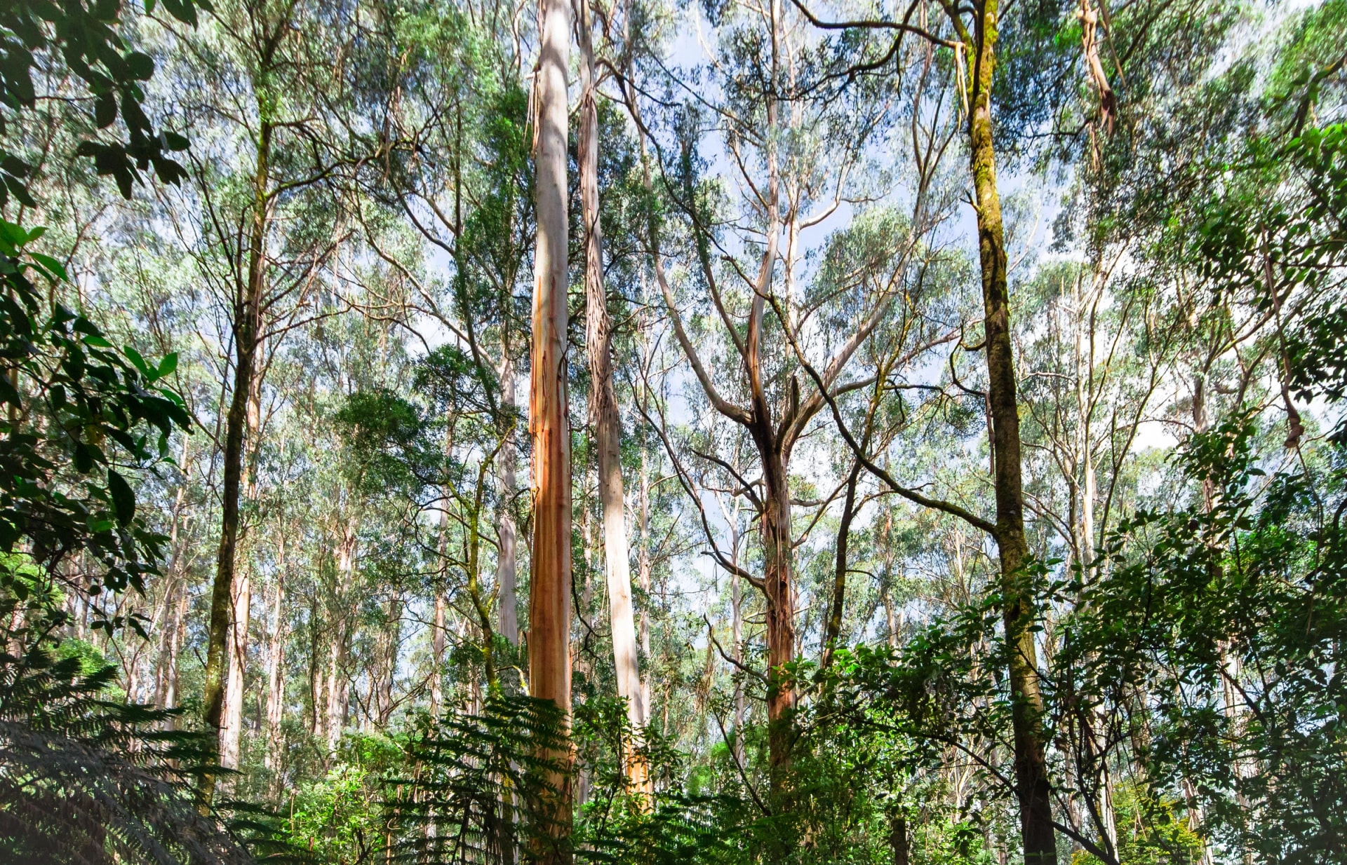 Eucalypt forest in Great Otway National Park