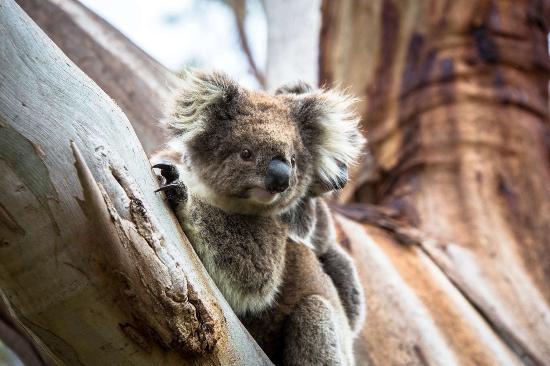 Koala on the road to Cape Otway