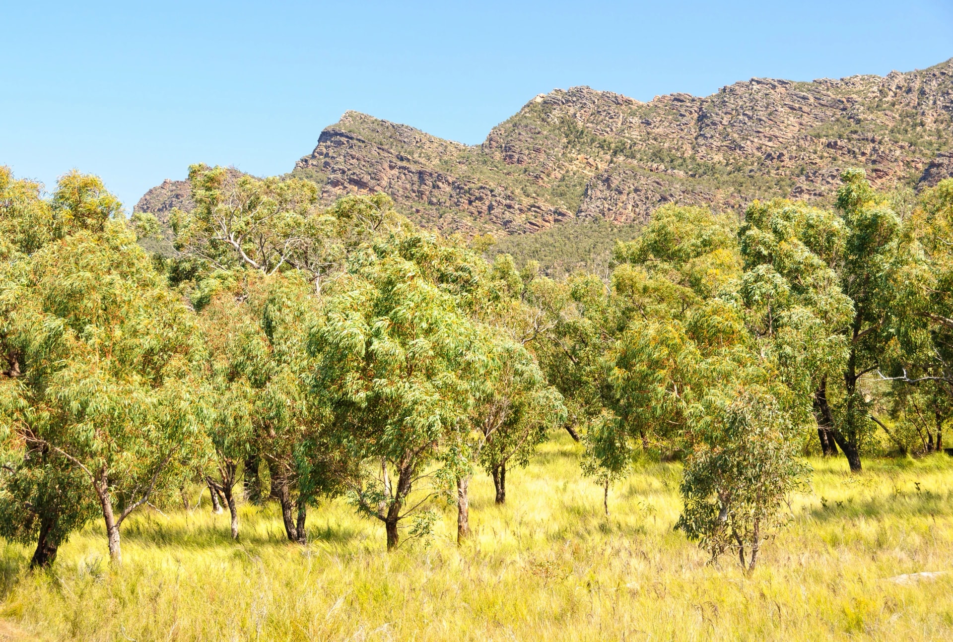 The Serra Range above the woodland