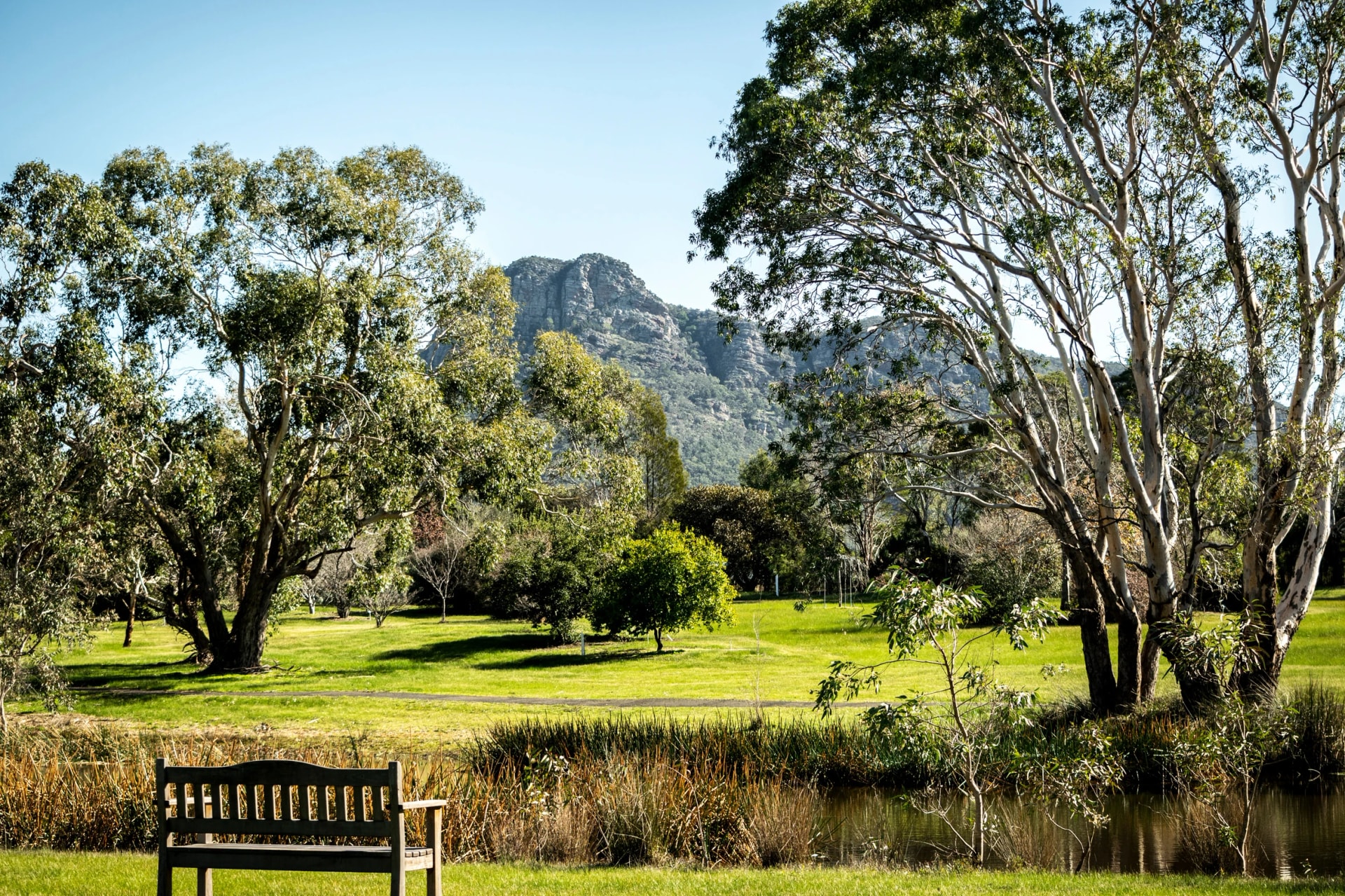 Mount Sturgeon from the Dunkeld Arboretum