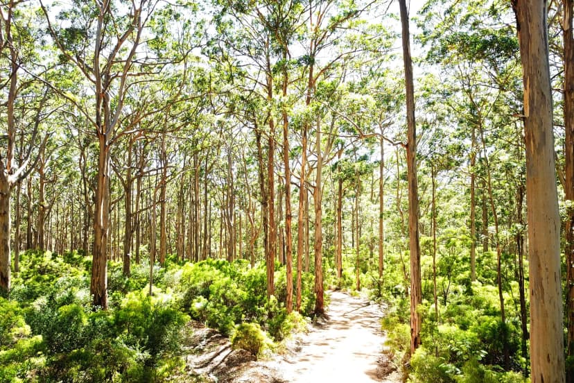 Boranup Forest karri trees