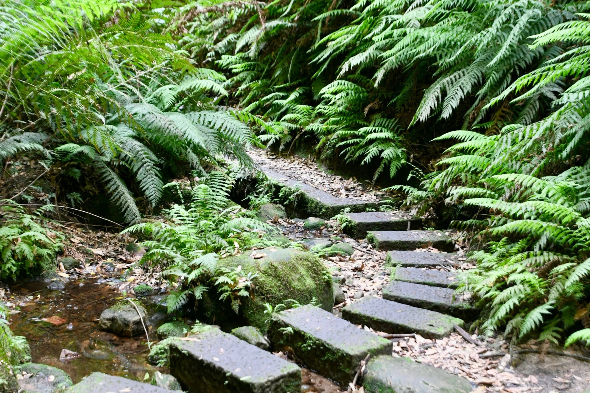Step down the stone path into the Grand Canyon