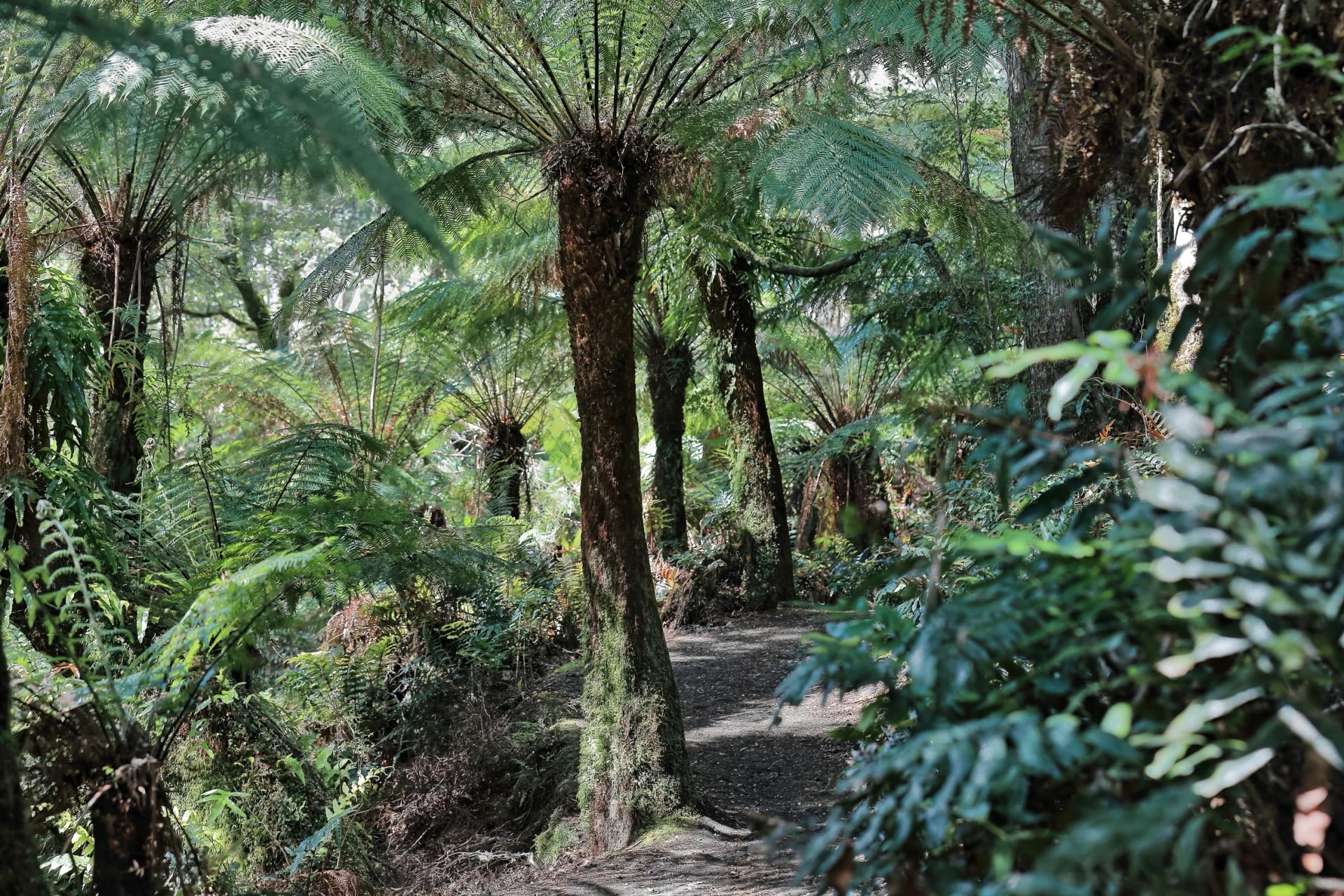 Walk under soft tree ferns in the Otway forest