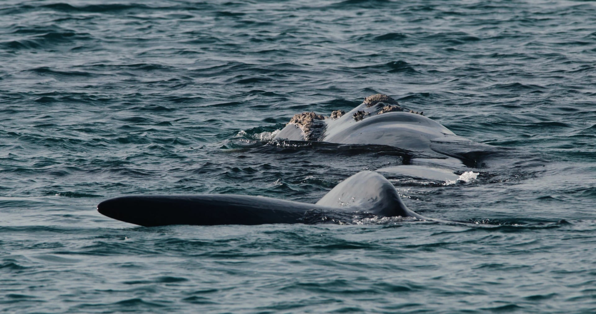 Watch for southern right whales in winter