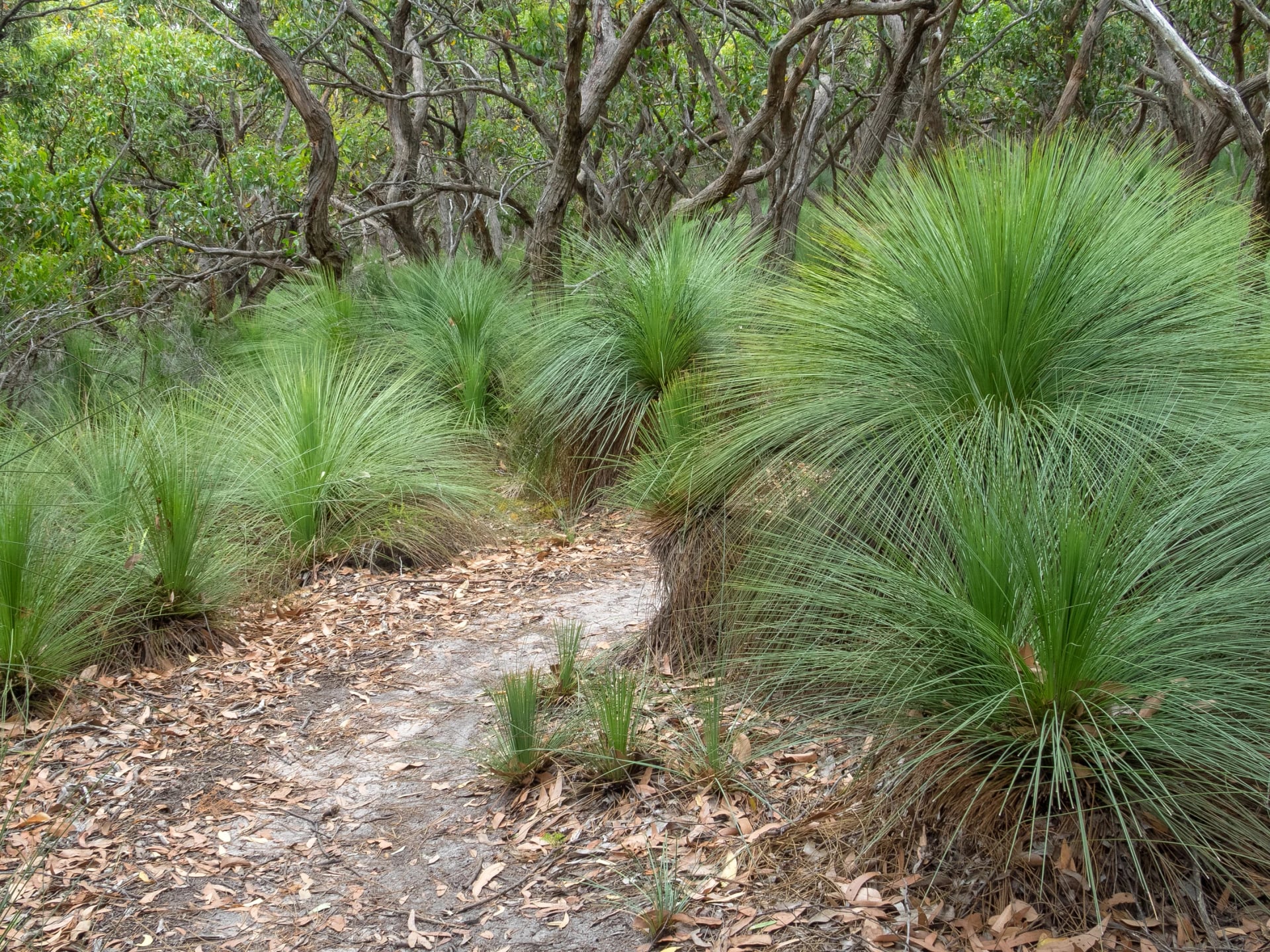 Pass spiky grass trees on the climb from Johanna