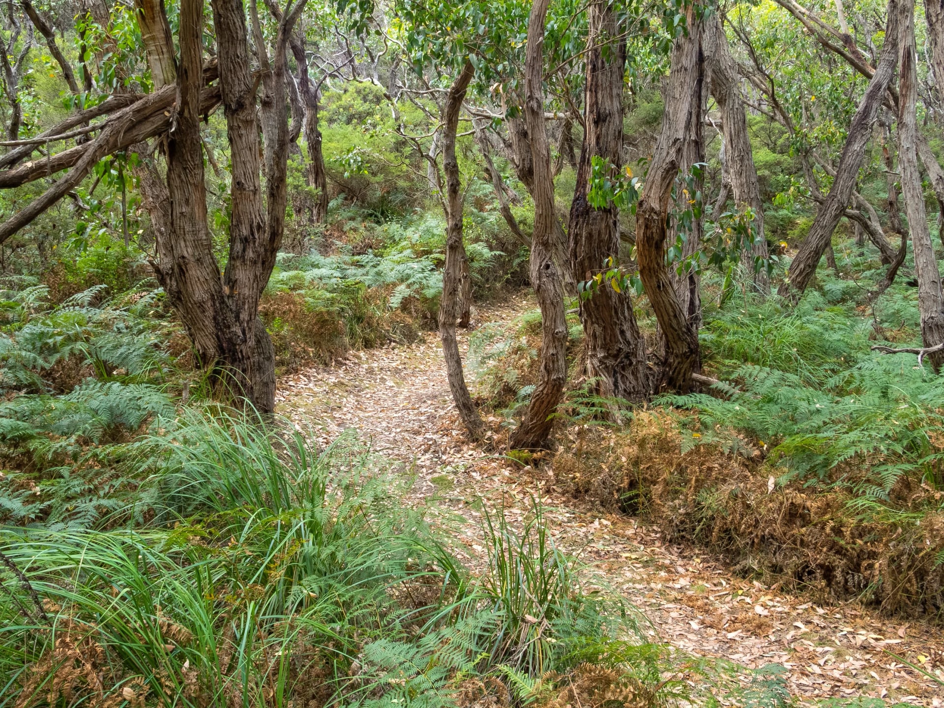 Take the inland track above Wreck Beach