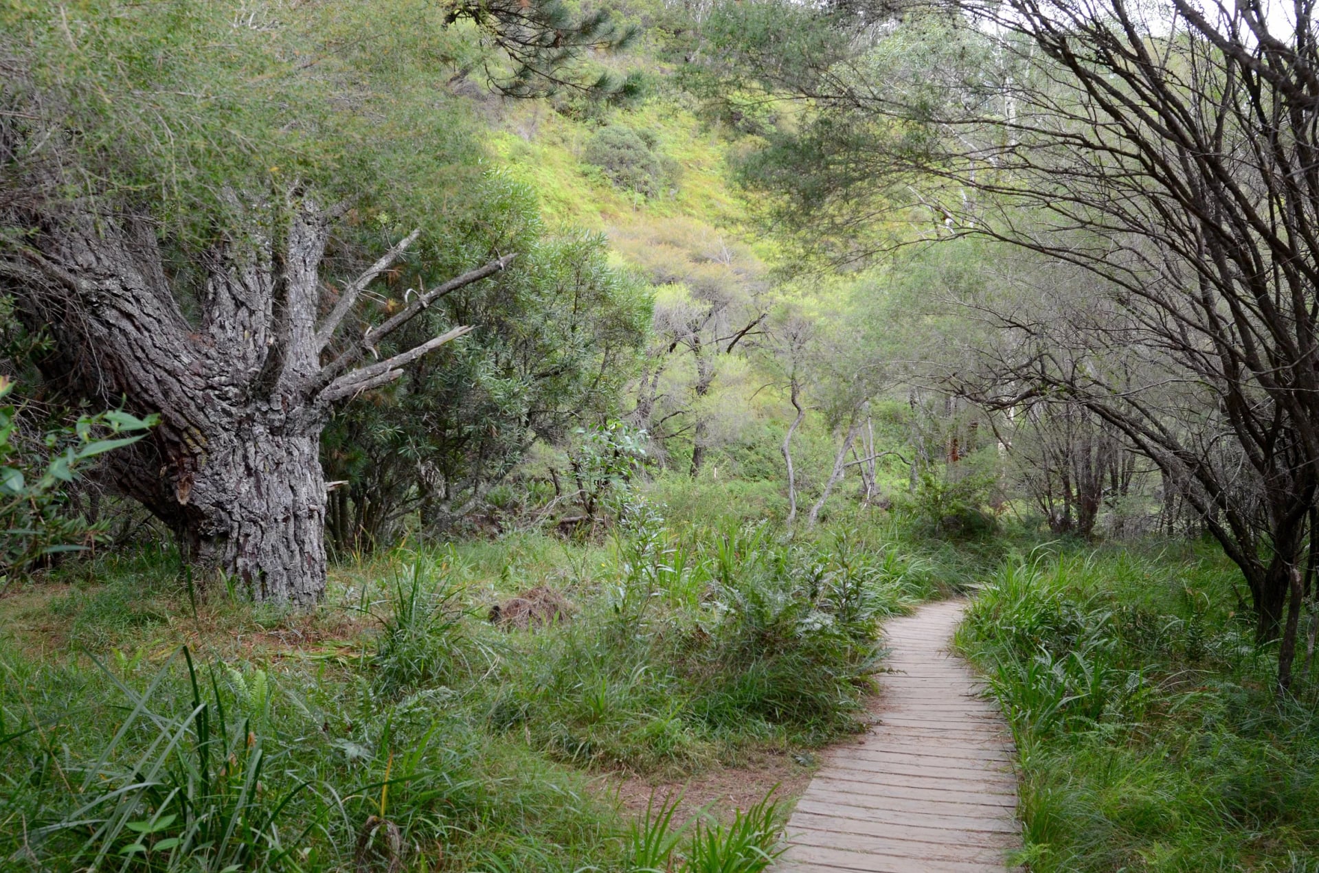 Follow the boardwalk on the Charles Darwin Walk